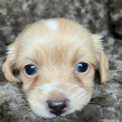 チワックス (チワワ×ダックス)