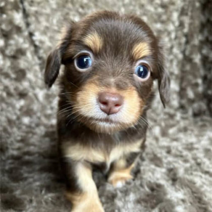 チワックス (チワワ×ダックス)