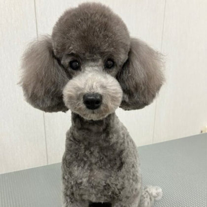 メアリー トイプードル