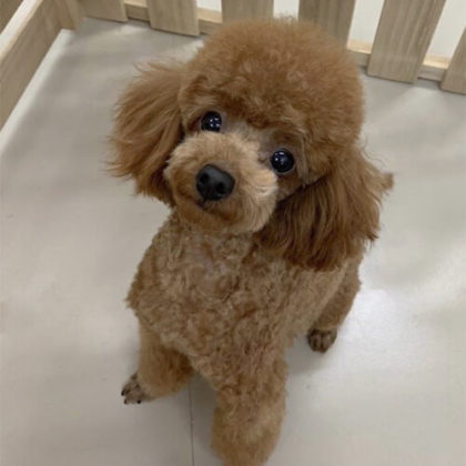 ヒマワリ トイプードル