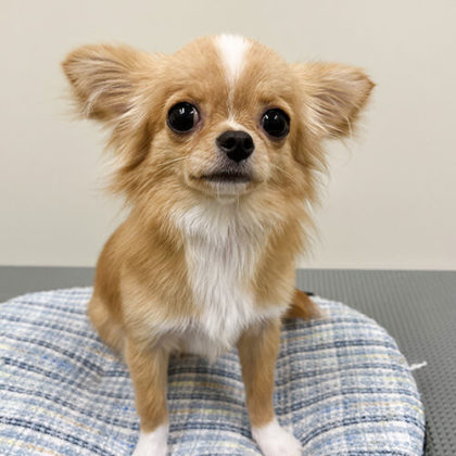 アオバ ロングコートチワワ