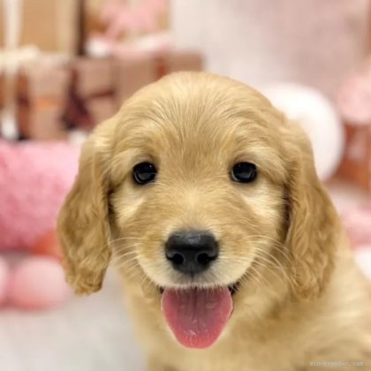 ゴールデンドゥードル(プードル×ゴールデンレトリバー)