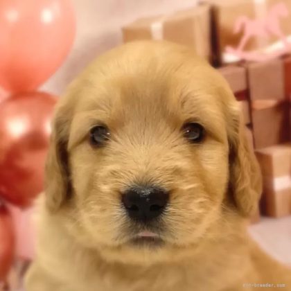 ゴールデンドゥードル(プードル×ゴールデンレトリバー)