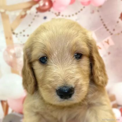 ゴールデンドゥードル(プードル×ゴールデンレトリバー)