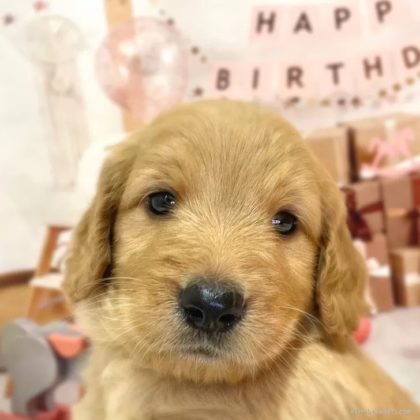 ゴールデンドゥードル(プードル×ゴールデンレトリバー)