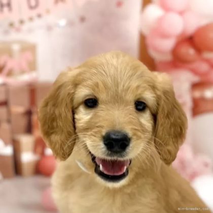 ゴールデンドゥードル(プードル×ゴールデンレトリバー)