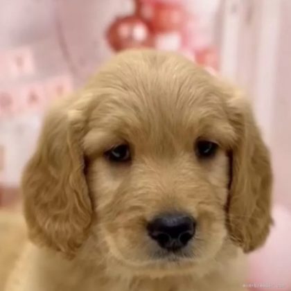 ゴールデンドゥードル(プードル×ゴールデンレトリバー)