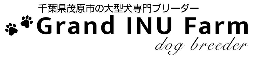 千葉 茂原市の大型犬専門ブリーダー Grand INU Farm(グランドイヌファーム)