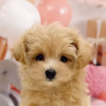 マルプー(マルチーズ×トイプードル)