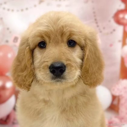 ゴールデンドゥードル(プードル×ゴールデンレトリバー)