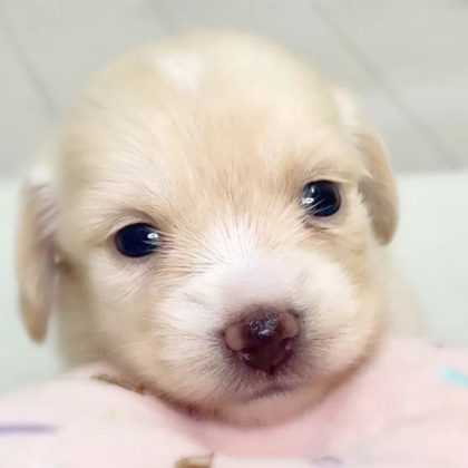 チワックス(チワワ×ダックスフンド)