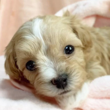 マルプー(マルチーズ×トイプードル)