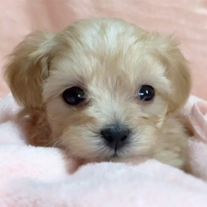 マルプー(マルチーズ×トイプードル)