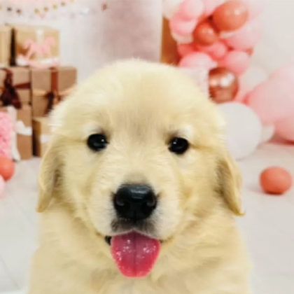 ゴールデンレトリバー