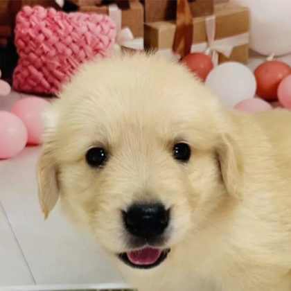 ゴールデンレトリバー