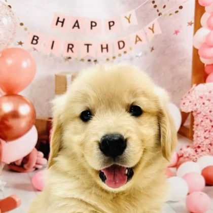 ゴールデンレトリバー