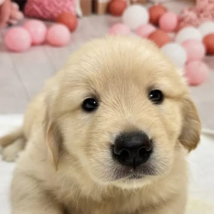 ゴールデンレトリバー