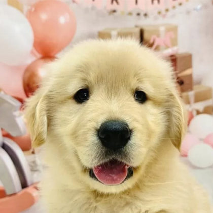 ゴールデンレトリバー