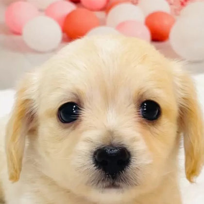 チワックス(チワワ×ダックスフンド)