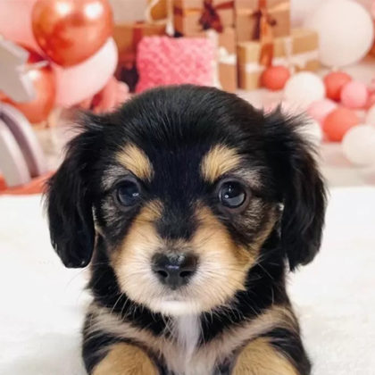 チワックス(チワワ×ダックスフンド)