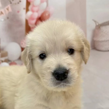 ゴールデンレトリバー