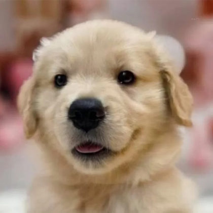 ゴールデンレトリバー