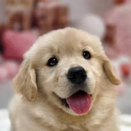 ゴールデンレトリバー