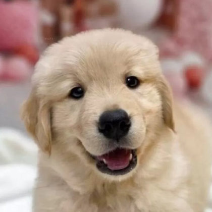 ゴールデンレトリバー