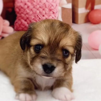 チワックス(チワワ×ダックスフンド)