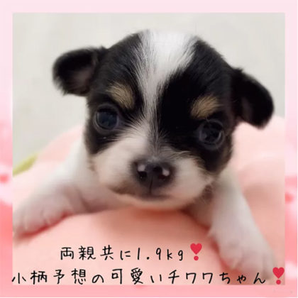 チワワ(ロング)