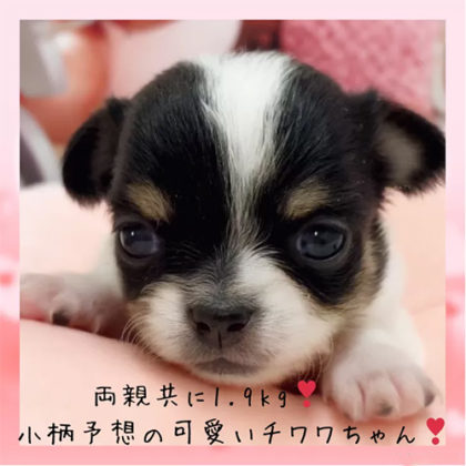 チワワ(ロング)