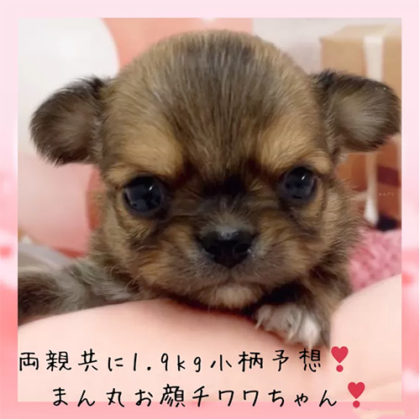 チワワ(ロング)