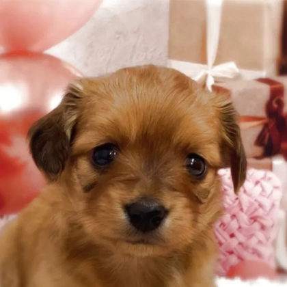 チワックス(チワワ×ダックスフンド)