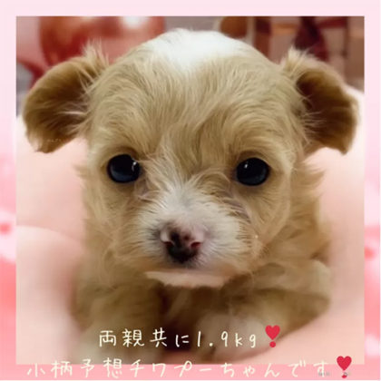 チワプー(チワワ×トイプードル)