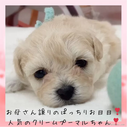 マルプー(トイプードル×マルチーズ)