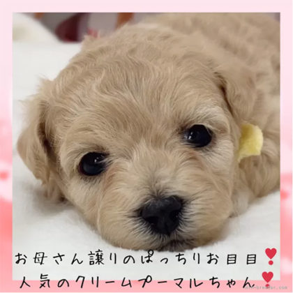 マルプー(トイプードル×マルチーズ)