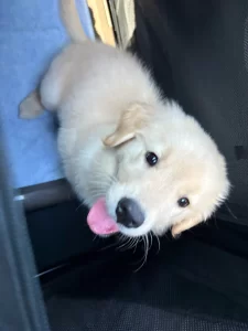 Y.K様（ゴールデンレトリバーお迎え）