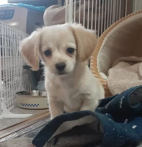 K.K様（チワックスお迎え）