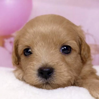 チワプー（くりくりお目目）