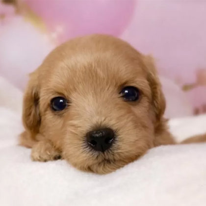 チワプー（おっとり屋さん）