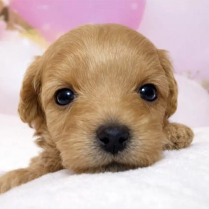 チワプー（お目目パッチリ）