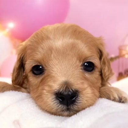 チワプー（タレ目ちゃん）