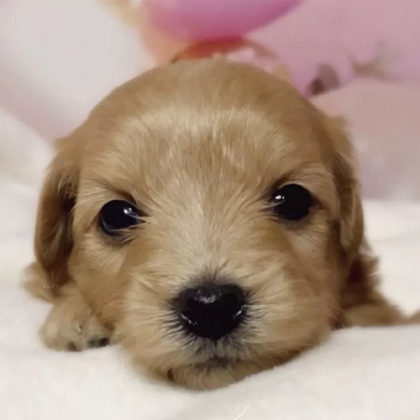 チワプー（優しいお顔）