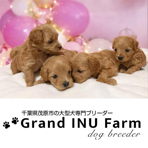 チワプー(タレ目ちゃん) - 画像 (3)