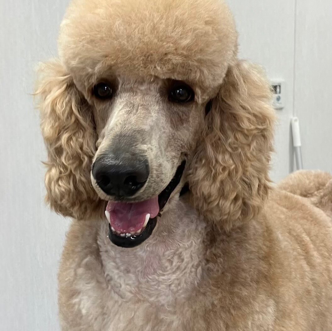 Standard Poodle Ace