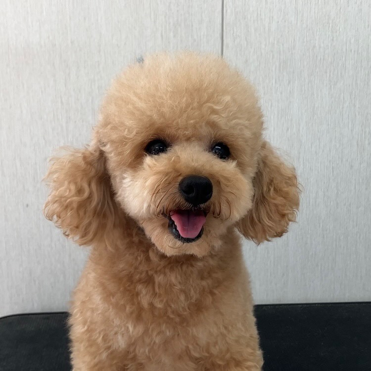 Toy Poodle Purum Front