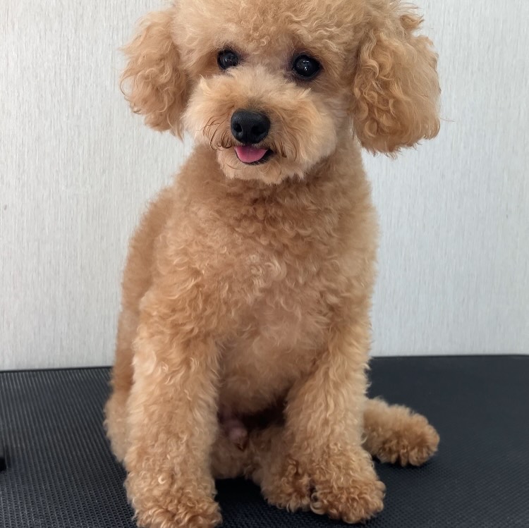 Toy Poodle Purum Angle