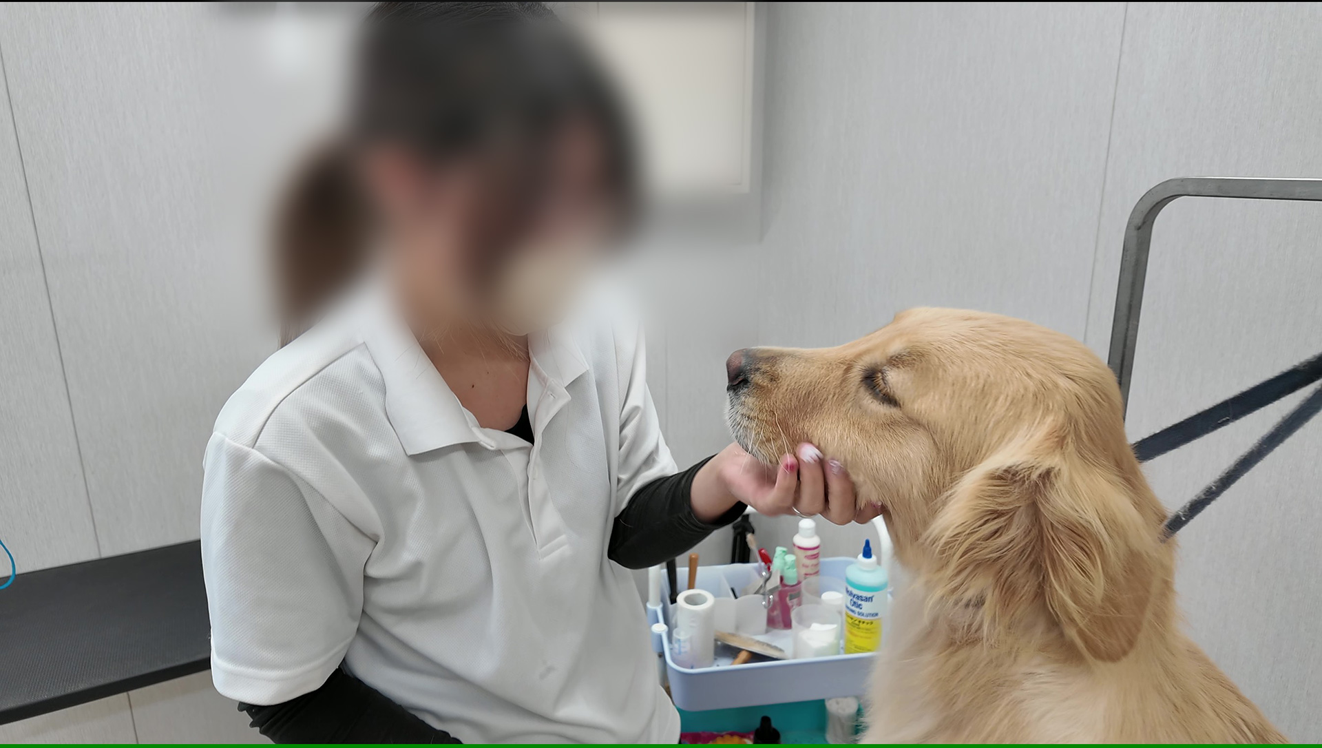 Grand INU Farm スタッフと犬のふれあい