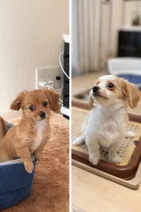 K.M様(チワックスお迎え)